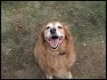 Golden Retriever - Walking on Sunshine (ULI 21 Producciones) Golden Retriever - Walking on Sunshine (ULI 21 Producciones)