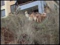 Golden Retriever - Walking on Sunshine (ULI 21 Producciones)