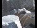 American Pika