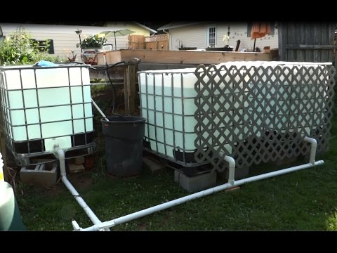 how to grow tilapia
