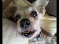 Growling Dog 02