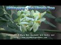 Malunggay - The Miracle Tree Malunggay - The Miracle Tree
