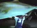 Shark Attack - Yellow pages commercial