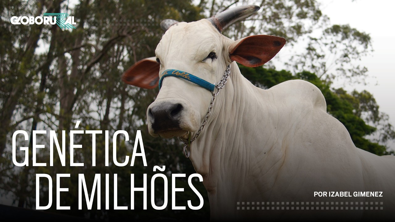 Conheça a rotina da vaca mais cara do mundo |  Globo Rural