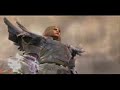 Soul Calibur IV - Yoda, Darth Vader trailer video
