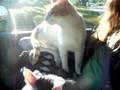 Porcupine Tree Rocks! Our kitties ride in the car!