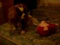 hot pig dies