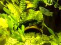 videos de My Plecos