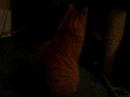 mes pepettes