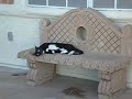 UBER Cat 3