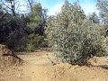 pro section  at costco trails