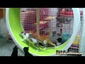 Cheezburger : Cat Wheel
