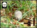 Maukka Perusjätkä SIILI 1981
