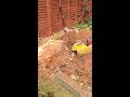 Click here to watch this video IMG_3351.MOV