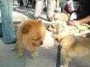 USC 4 filming with Dogs Coco/ Austin venice beach california