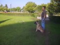 Malinois Kena protección