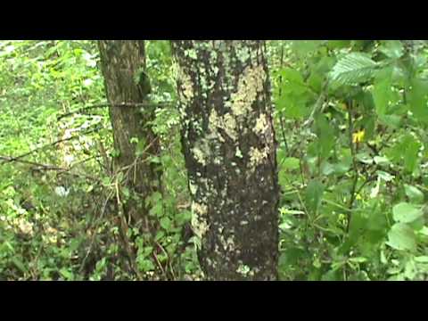 how to remove eucalyptus sap from car