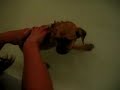 Puggles, Texas Ranger\