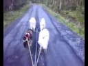 Summer mushing with a bumpy start
