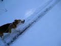 Bigl (beagle) Bigl (beagle)