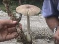 corno do bico corno do bico