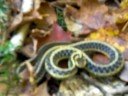 Grass Snake