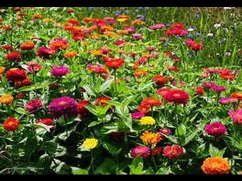 how to grow zinnias from seeds