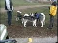 Three Huskys at the dog park