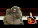 theSHOWshow - Kareem the Groundhog - MLK Day!!!