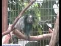 Singes à l'espace zoologique de St Martin la Plaine