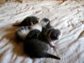 chatons catch