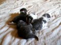 chatons catch