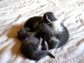 chatons catch