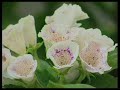 How To Care For Venus Flytrap, Gloxinia and Bromeliad