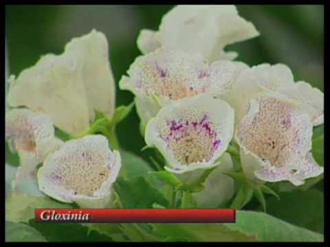 how to care gloxinia