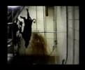 Free Me subtitled english