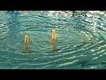 Duo 2 de Hyeres Natation Synchronis�e N1 junior 2008