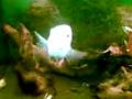 videos de kipper1