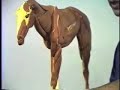 Horse Anatomy, Skeletons and Bones: Anatomy in Clay? Horse Anatomy, Skeletons and Bones: Anatomy in Clay?