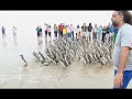 Historic Release of Penguins in South America Historic Release of Penguins in South America