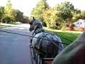 Percheron carriage horse driven in neighborhood
