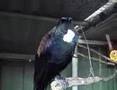 WoofWoof Talking Tui