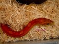 videos de Snakechaarmer Herpetological - Collection Video, December 2008