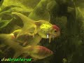 AQUARIO COM KINGUIOS E CARPAS 