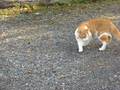 videos de Oliver Catching Mouse