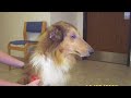 i-goodsearch-for-houston-collie-rescue.html