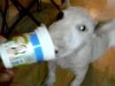 Bull Terrier Miniatura video