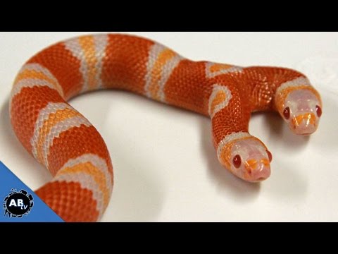 YouTube reptile video