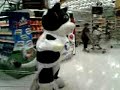 VACA Loca VACA Loca