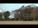 3D RC Ornithopter Buteo F4 First Test Flight